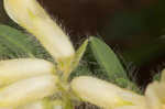 Tennessee milkvetch